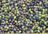 Cooperativas celebra la activación del mecanismo de regulación de la oferta de aceite de oliva aceitunas
