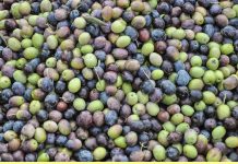 Cooperativas celebra la activación del mecanismo de regulación de la oferta de aceite de oliva aceitunas