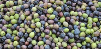 Gran preocupación por los robos de aceituna motivados por los precios actuales del aceite aceitunas