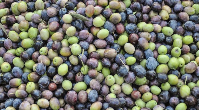 Cooperativas celebra la activación del mecanismo de regulación de la oferta de aceite de oliva aceitunas