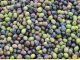 Cooperativas celebra la activación del mecanismo de regulación de la oferta de aceite de oliva aceitunas