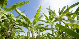 La agricultura africana marcará el futuro de la alimentación mundial