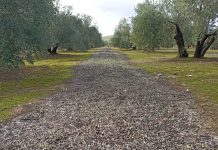 Castilla-La Mancha inicia el pago de otros 104 millones de los ecorregímenes de la PAC cobertura vegetal en olivos
