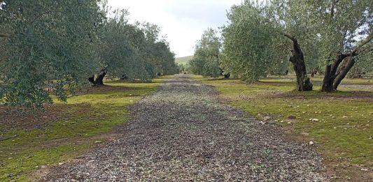 cobertura vegetal en olivos