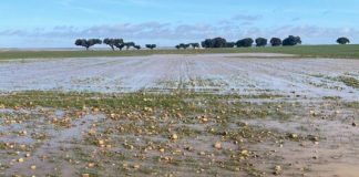 Vídeo. Agricultores de Cuenca arreglan caminos tras la DANA siniestralidad agraria