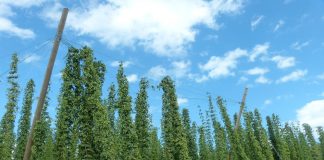 Lamentan que un cultivo fundamental para elaborar cerveza perderá mucho dinero con la nueva PAC