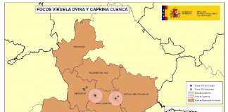 Castilla-La Mancha intensifica la vigilancia de Viruela Ovina y Caprina