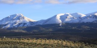 Las cubiertas vegetales reducen más de un 75 por ciento la pérdida de carbono del suelo en el olivar mediterráneo olivar