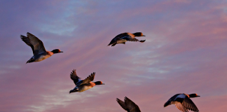 La gripe aviar se expande por todo el mundo patos