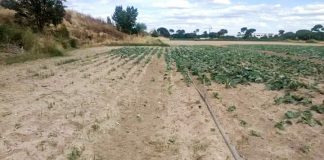 Afirman que un conejo grande, voraz y que anida en el campo está acabando con los cultivos de Castilla-La Mancha