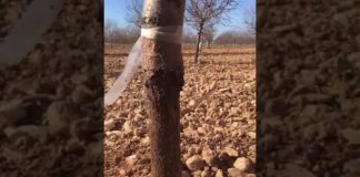 Vídeo. Arranca los almendros plantados en 2019 tras ser devorados por los conejos híbridos