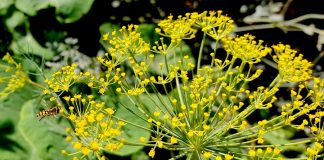 Koppert ofrece lotes con plantas refugio para impulsar el control biológico de plagas durante todo el año