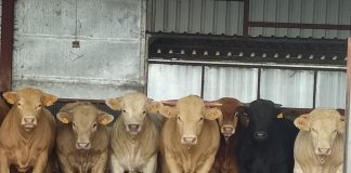 Exige la eliminación de las pruebas de tuberculosis a terneros con destino a cebadero