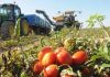 El sector del tomate español, preocupado por la competencia del producto marroquí tomates