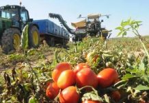 El sector del tomate español, preocupado por la competencia del producto marroquí tomates