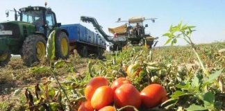 La “indefensión” del tomate ante las importaciones y los virus afecta ya a la mano de obra tomates