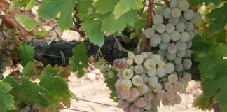 Advierten que la nueva PAC podría terminar con las viñas de una histórica zona de producción