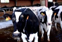 Insta a las explotaciones lácteas a no firmar contratos a la baja vacas