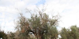 Un hongo del olivo podría contener la Xylella fastidiosa Xylella fastidiosa
