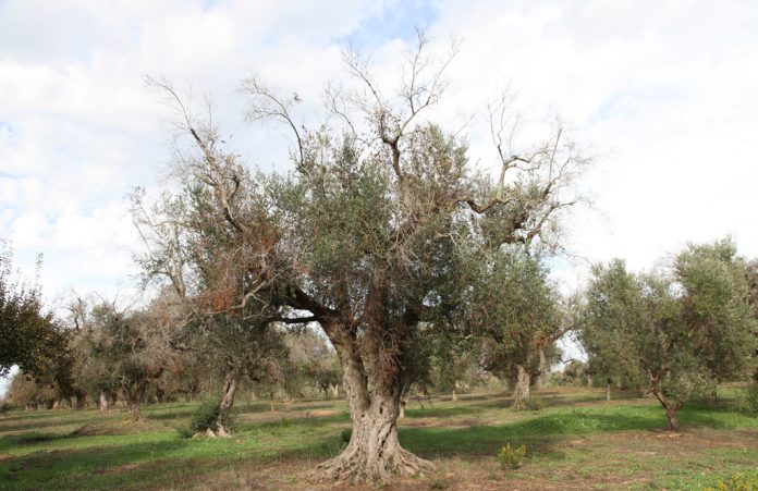 Xylella fastidiosa