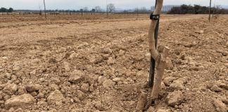 Denuncian el destrozo de doscientos pistachos en una finca de Artesa de Lleida