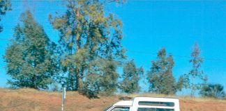 Pide a la Fiscalía que investigue una presunta trama de compraventa ilegal de aceituna robo de aceituna