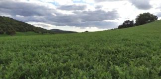 Ven en la nueva Política Agraria Común (PAC) una gran oportunidad para el cultivo de legumbres lentejas
