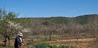 El 41,79 por ciento de los agricultores de Castilla-La Mancha que cobran la PAC están en edad de jubilación agricultor