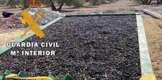 La Guardia Civil recupera cinco toneladas de aceituna robada e investiga a siete personas