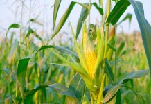 Las retenciones y el dólar animan el mercado de los cereales maíz