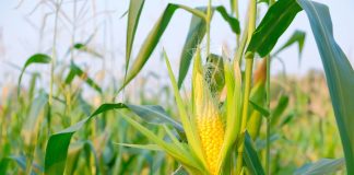 Estabilidad en las lonjas y perspectivas récord de maíz en EE. UU. marcan la semana del cereal maíz
