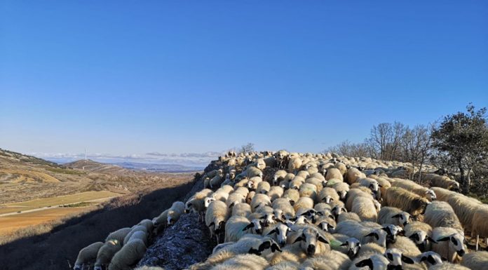 Evalúan los beneficios económicos y ambientales del pastoreo tradicional ovejas