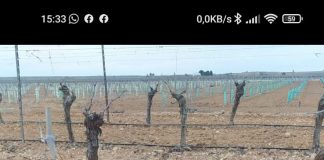 Vídeo. Los conejos siguen arrasando los cultivos de La Mancha