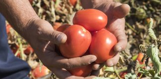 Pide a los productores de tomate y cooperativas que no acepten precios por debajo de costes