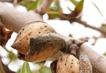 Repeticiones generalizadas de los precios en origen de la almendra almendras