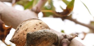 Descenso generalizado de los precios en origen de la almendra almendras