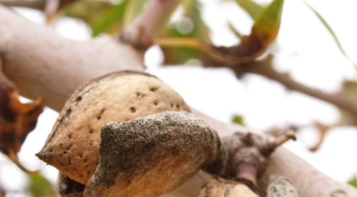 Repeticiones generalizadas de los precios en origen de la almendra almendras