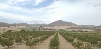 Lamentan que miles de hectáreas de almendros se quedarán sin ayudas de la nueva PAC almendros
