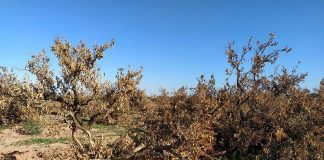 España sigue perdiendo hectáreas agrarias tierras abandonadas
