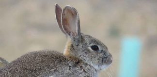 Organiza unas jornadas sobre el fomento de las poblaciones de conejo de monte