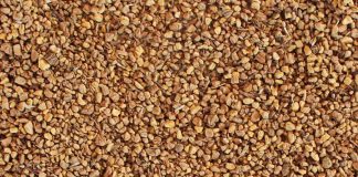 Inteligencia artificial para identificar variedades de olivo a partir de fotos de huesos de aceituna hueso-de-aceituna