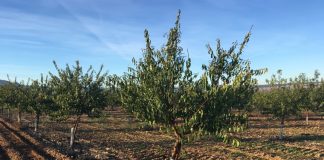 ¿Cuál es el nivel de riego adecuado para un cultivo del almendro más rentable y sostenible? almendros