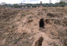 VOX Castilla-La Mancha exige declarar la plaga de conejos daños conejos