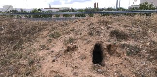 Ultimátum a responsables de infraestructuras hidráulicas, viarias y ferroviarias ante la plaga de conejos en Castilla-La Mancha daños conejos
