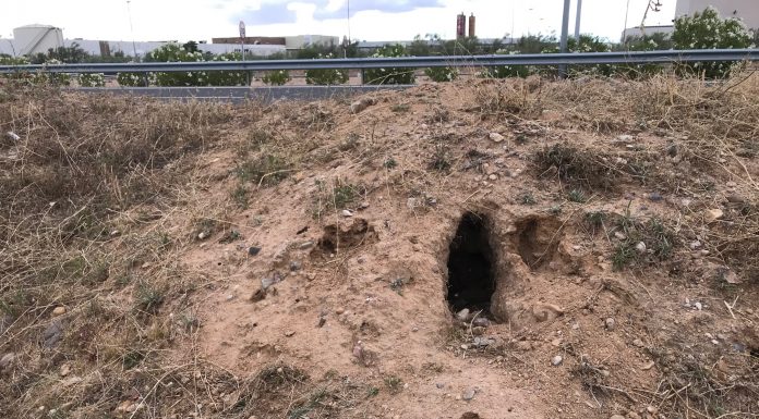 VOX Castilla-La Mancha exige declarar la plaga de conejos daños conejos