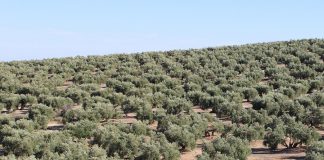 ¿Qué requisitos hay que cumplir para recibir la ayuda asociada al olivar con dificultades específicas y alto valor medioambiental? olivar