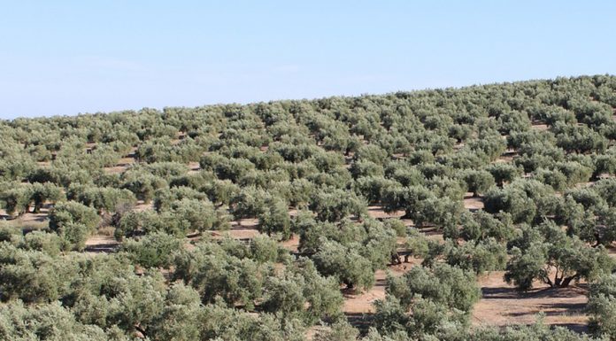 La principal provincia productora de aceite de España se quedará a 100.000 toneladas de la producción prevista olivar