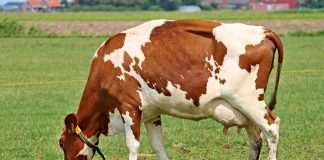 Aprobados 7,4 millones de fondos del Estado para sanidad animal