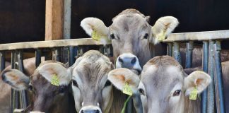 Pide eximir a los ganaderos de presentar la memoria anual sobre residuos vacas