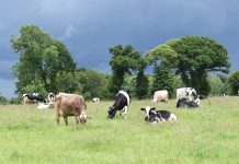 ¿Qué prioridades marcarán el futuro de la ganadería española? vacas